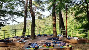 국립대관령자연휴양림 ‘100살 금강송의 힐링 초대’에 여러분을 모십니다