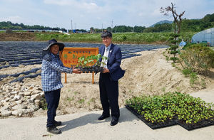 칠성면업사 목화 모종 기부로 나눔의 문화 확산