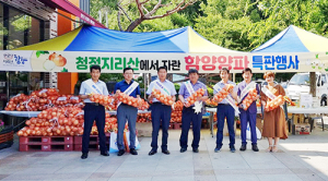 함양양파, 대만수출에 이어 국내시장을 겨냥 소비촉진 나섰다