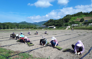 함양군 상림경관단지 가을꽃밭 만들기 돌입