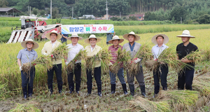 함양군 햅쌀용 벼 첫 수확!
