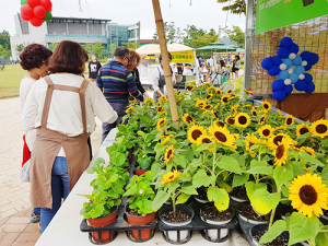함양산삼축제에 ‘미니 해바리기 꽃’ 받으러 오세요!