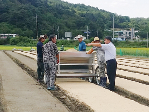 고품질 함양양파, 건강한 묘 생산이 첫걸음