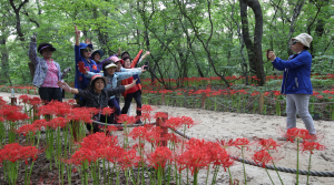 붉은 융단 꽃무릇도 보고, 힐링 산삼축제도 즐기세요