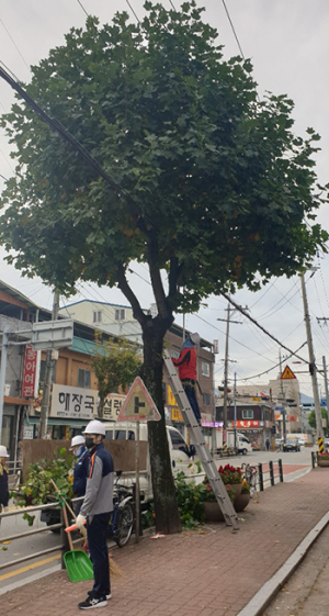 함양군, 시가지 가로수 수형 확 바꾼다