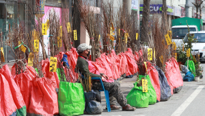 코로나19 여파로 한산한 묘목시장