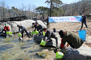 함양군, 추억의 물고기 은어야 돌아와라!