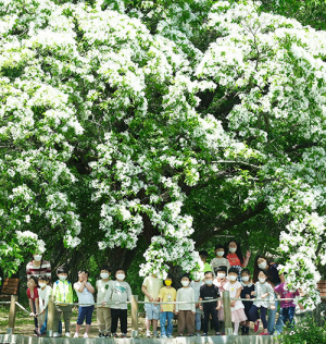 함양 오월의 하얀 이팝나무 꽃