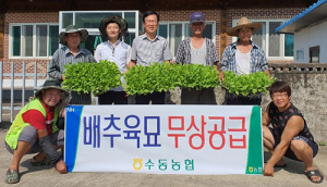 수동농협, 가을배추육묘 1,400판 조합원에 무상공급