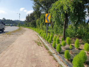 함양군, “코키아” 주요 도로 환영 꽃길 조성 