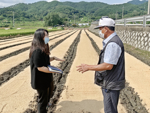 건강한 ‘양파 묘’ 생산이 고품질 양파 수확으로!