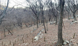 함양 산양삼 Welcome 시범농장 2차 분양