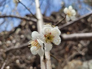 지리산국립공원, 꽃망울 터트린 봄꽃 개화 시작