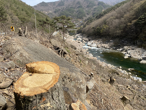 함양군 지리산 용유담 벌목 파장 확산