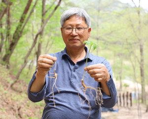 401- 함양야생산삼농원 서경진씨