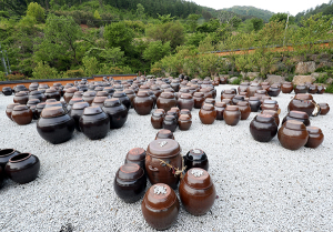 ‘천년의 세월’ 종자장 지리산 함양 품으로!!!