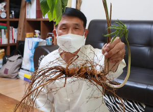 ‘산삼의 고장 함양’서 100년 넘은 천종산삼 발견