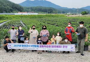 함양군4-H연합회 구슬땀 흘려 블루베리 첫 수확했어요!