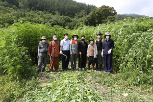 함양에서 삼베짜기 전통 명맥 잇는 사람들