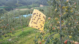 함양군, 성충기 돌발해충 집중방제에 총력