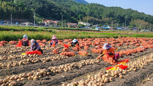 함양군, 2022년산 양파 종자대 및 토양소독제 지원사업 신청 접수