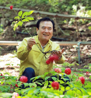 함양 산양삼 먹고 코로나19 이기자!