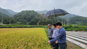 함양군, 벼멸구 발생 예찰강화