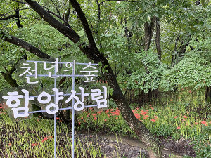 함양산삼항노화엑스포 힐링코스 어머! 여기는 꼭 가야해!