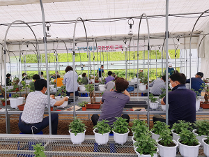함양군, 제3회 국화분재 재배기술교육 교육생 모집