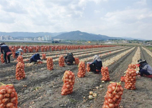 함양군 2022년산 양파 수확 시작, 예건 후 망작업 당부