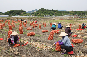 함양군 부족한 일손, 높은 인건비 시름 깊다