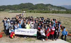 함양농협, 양파, 매실 수확현장 일손돕기 앞장