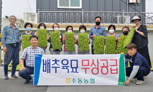 수동농협 김장용 배추 모종 무상공급