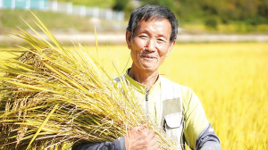 465-조동마을 황토쌀재배농가 양용득씨