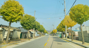 함양군, 특색있는 가로수 수형 정비 사업 실시