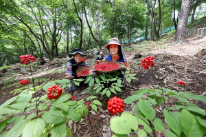 함양군, 산림청 산림소득분야 전국 ‘최우수’ 기관 선정