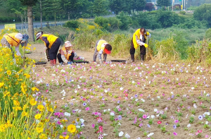 함양 서상면 적십자부녀회, 하계 꽃길 조성사업 참여