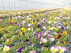 함양군농업기술센터, 봄을 알리는 꽃모종 공급