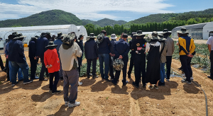 수동농협, 양파농가 현장 견학 실시