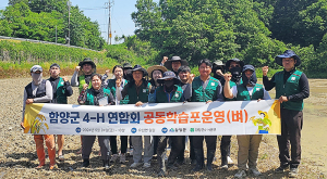 함양군 4-H연합회 벼 공동학습포 운영 시작!