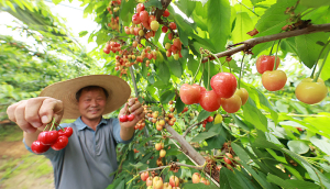 새콤달콤 체리 첫 수확