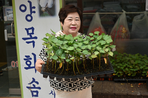 목화 모종 무료로 나누어 드립니다.