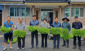 지곡농협 배추모종 환원사업 실시