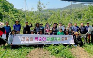 만생복숭아 적심 및 하계전정 현장교육 실시