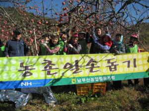 지곡 사과따기에 남부산농협 참여