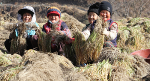 지리산 삼채 수확