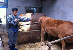 구제역 일제 예방접종 