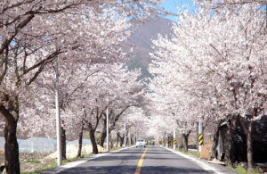 백전면. 백운산 벚꽃 축제 13∼14일 개최