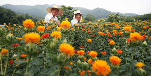 지리산 기운받은 함양 홍화꽃 수확 