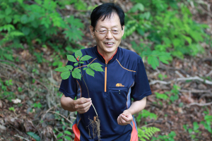 산양삼 재배 이상선씨